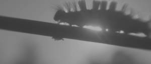 A Field in England (Film4, 2013)