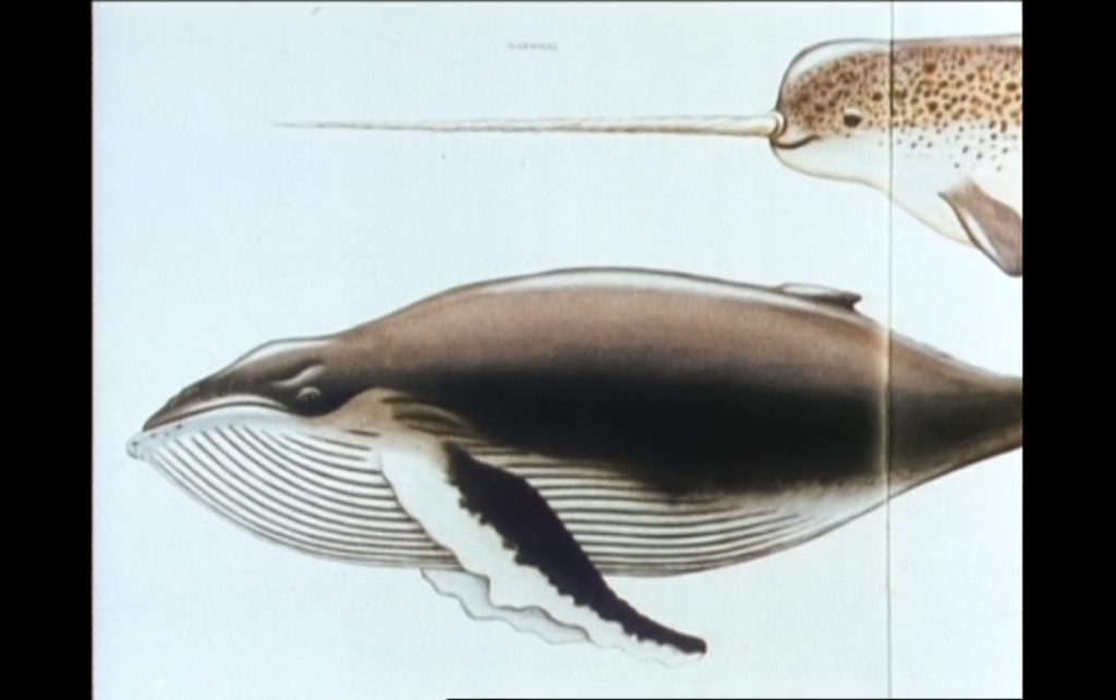 Whale picture from a textbook from the film Vive la baleine [Three Cheers for the Whale]