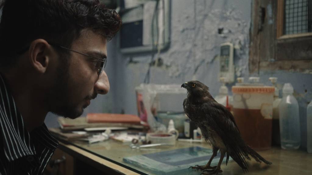 A slight high-angle color medium close-up of Mohammad Saud, in profile, at the edge of the left side of the frame staring at a bird standing on his desk; they appear to be making eye contact.
