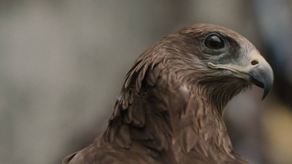 A color straight-on close-up of a bird's head in profile; presumably a Black Kite, the bird is slightly off center, the head occupying the top right corner of the frame.