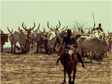 A person riding a bull in a field with a herd of cattle