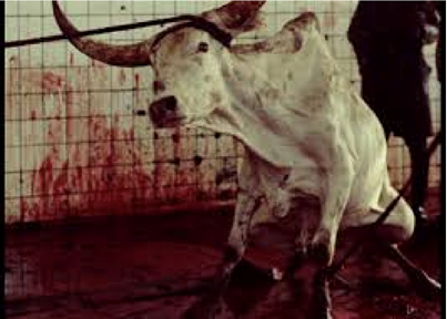 A bull with horns in a cage with blood